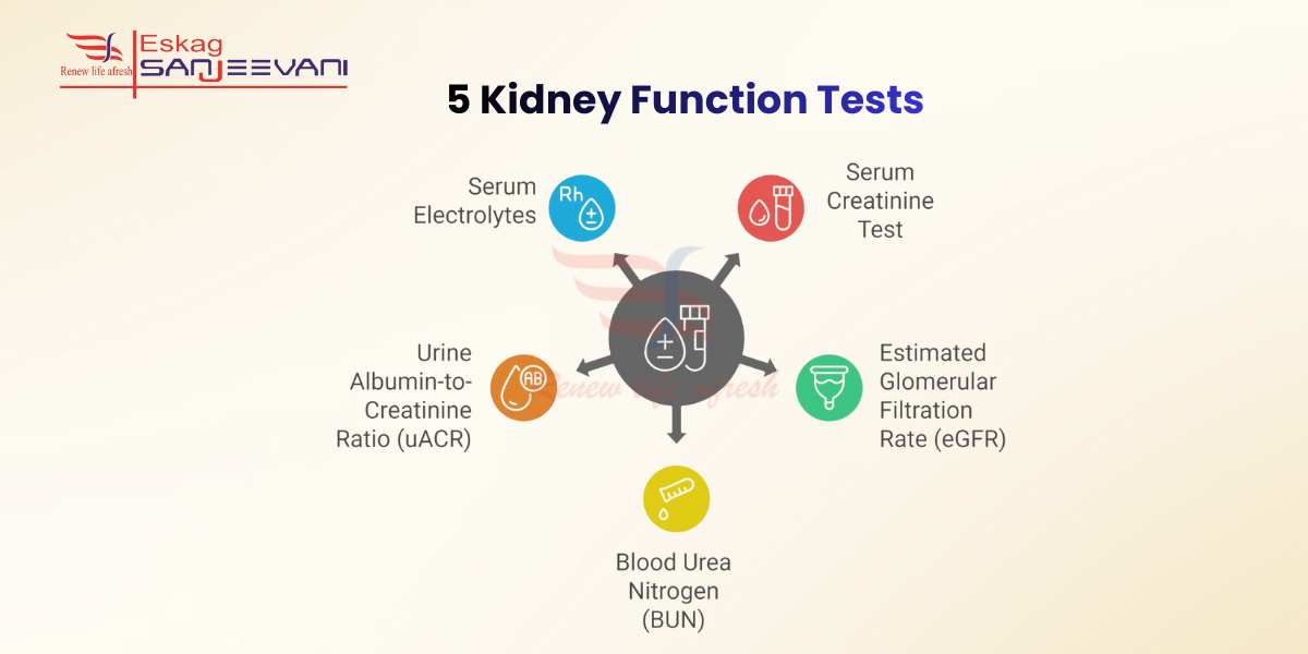 5 Kidney Function Tests