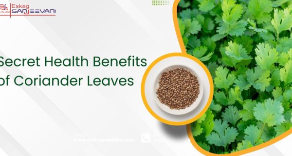 Secret health benefits of coriander leaves