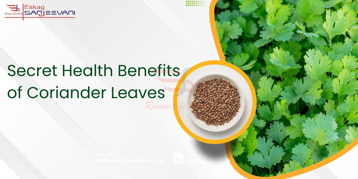 Secret health benefits of coriander leaves