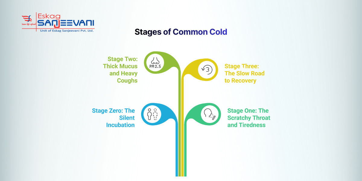 Stage of Common Cold